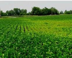 Kansas State University Researchers Find New Pathogens In Soybean Seeds